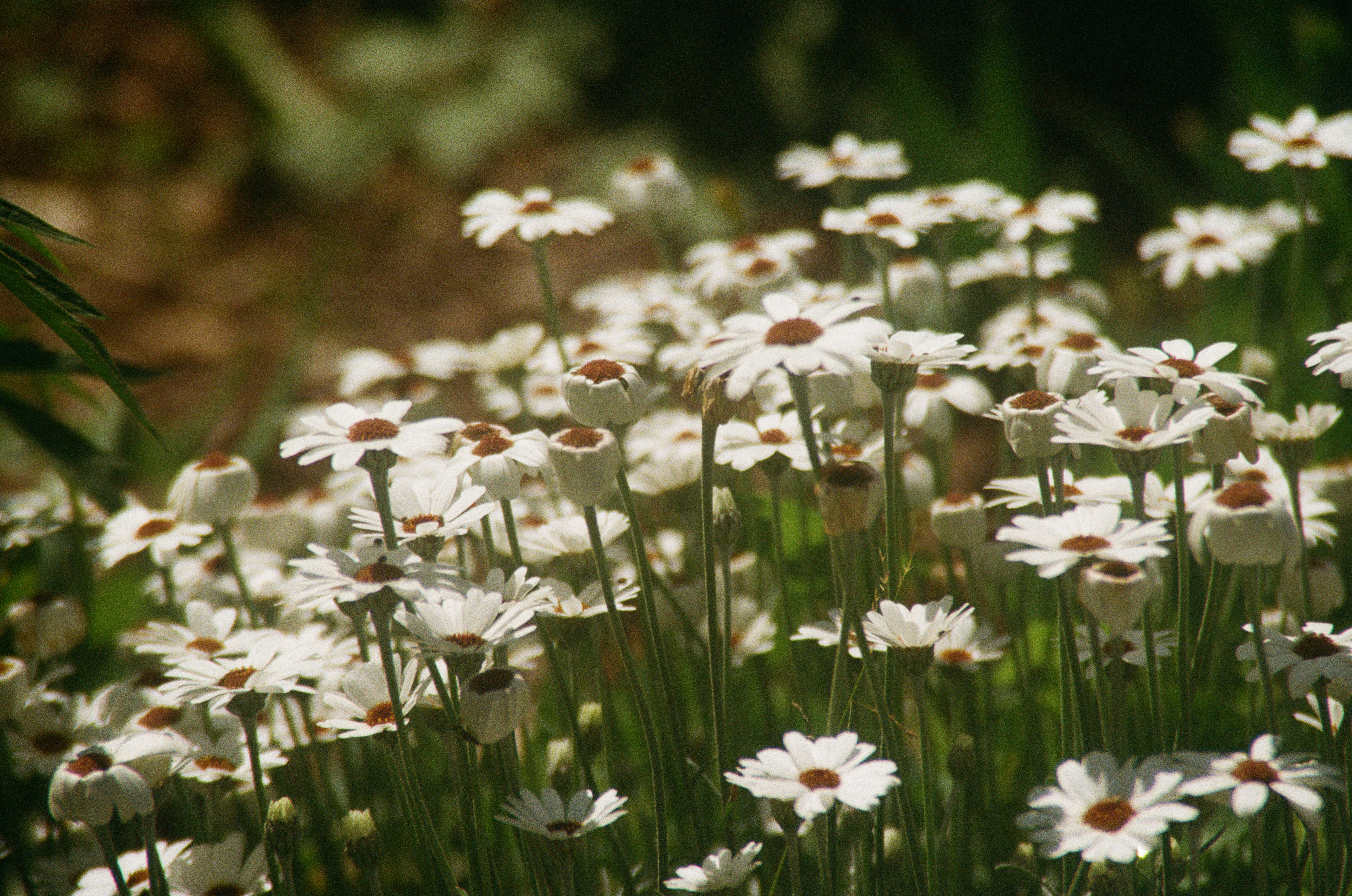 Fleur