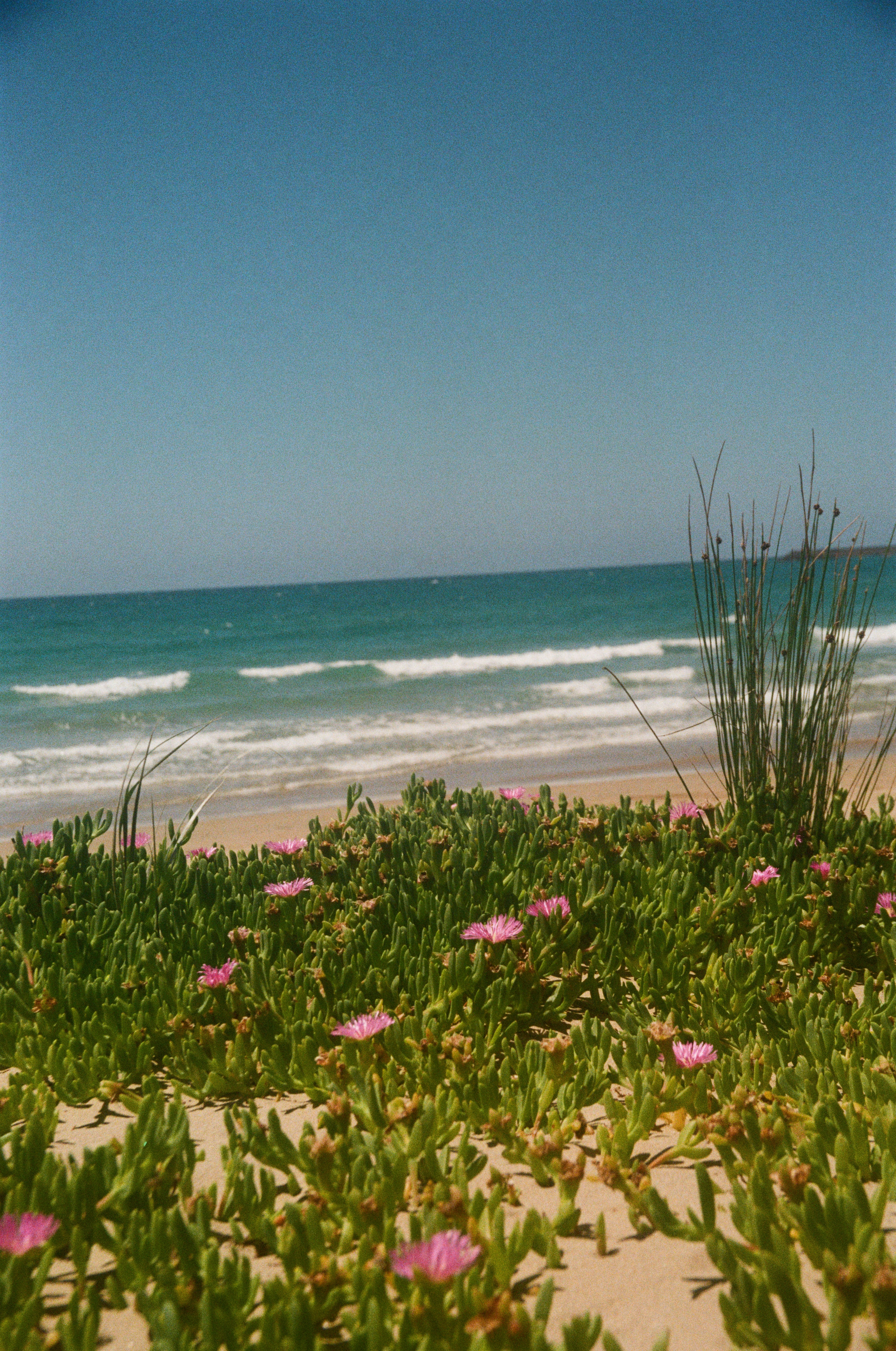 Saltbush